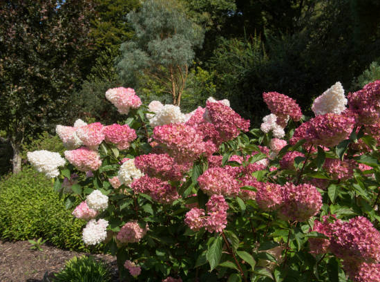 Hortensia paniculé 'Sundae fraise'
