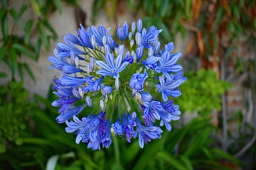 Agapanthe 'Lapis Lazuli'