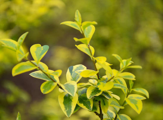 Troène doré de californie 'Aureum'