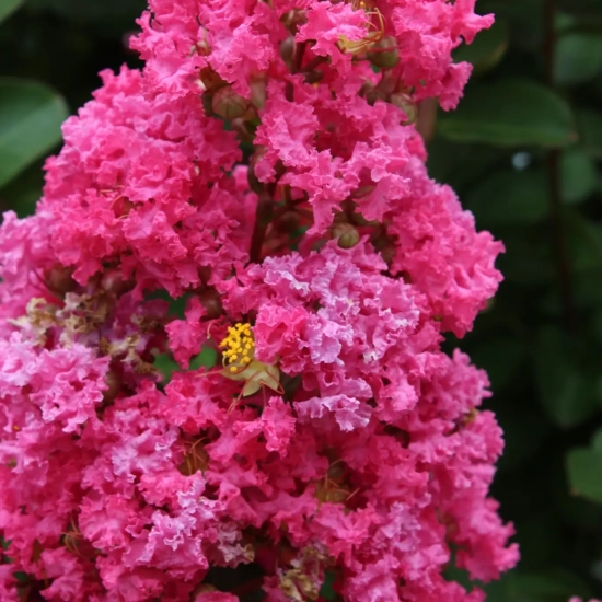 Lilas des indes 'Perigord pourpre'