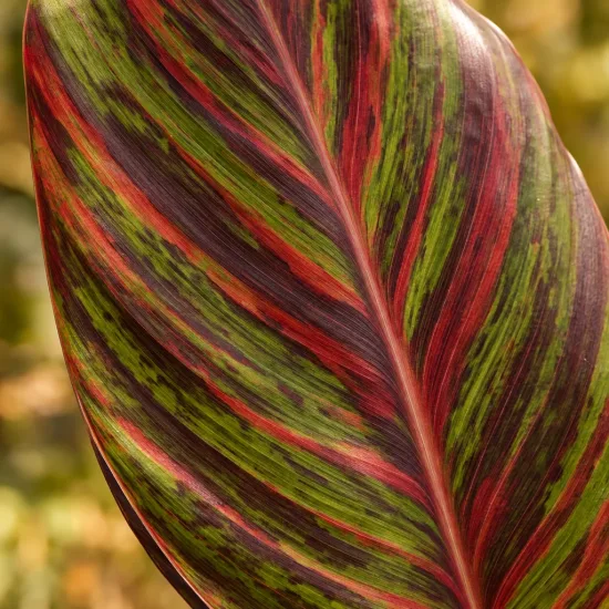 Canna (Canna andaloucia) — gros plan de feuille aux nervures colorées · Photo d'illustration