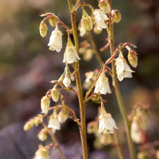 Heuchères 'Caffe frappe' (Heuchera) — grappes de petites fleurs clochettes crème, gros plan · Photo d'illustration