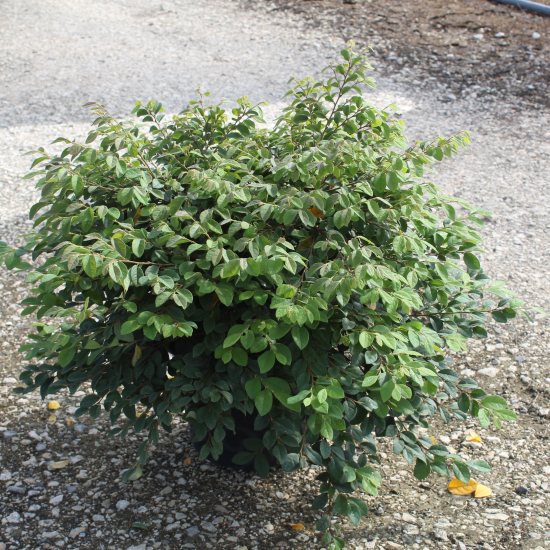 Loropétale de chine