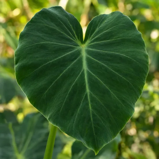 Colocasia oreille d’éléphant compacte 'Coco' (Colocasia esculenta) — grand feuillage vert en forme de cœur