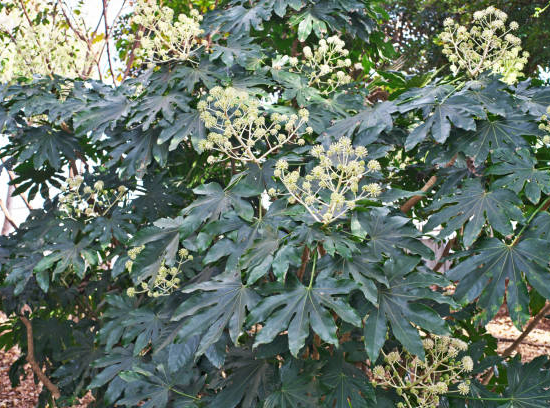 Aralia du japon 'Japonica'