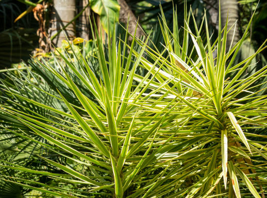 Yucca pied d'éléphant à feuillage panaché de jaune crème.