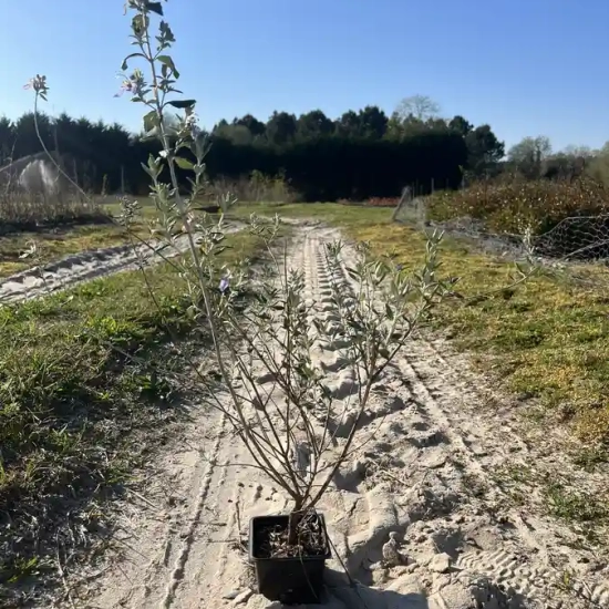 Germandrée arbustive
