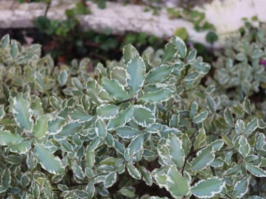 Pittospore 'Irene paterson'