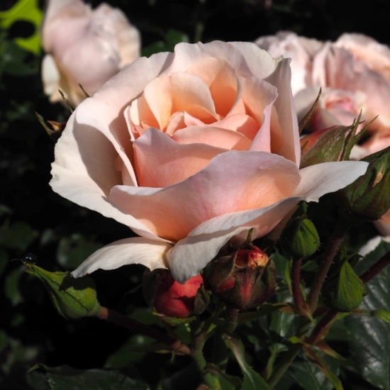 Rosier 'Jardin des tuileries '