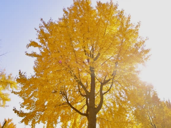 Arbre aux quarante écus 'Fastigiata gold flame'
