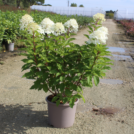 Hortensia paniculé 'Unique'