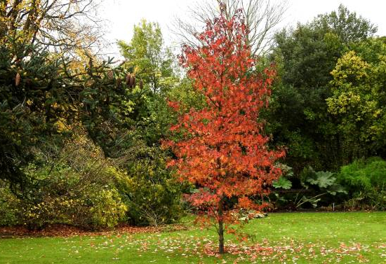 Copalme d'amérique 'Worplesdon '