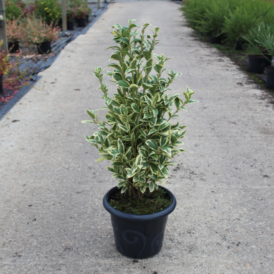 Fusain du japon 'Bravo'