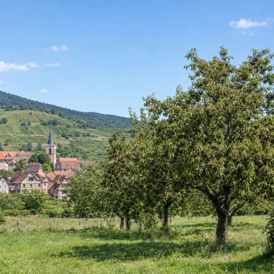 Cerisier 'Beltxa' (Prunus avium) — arbres fruitiers dans un verger près d'un village · Photo d'illustration