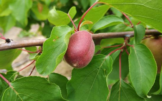 Kiwi 'Princeumbo male'