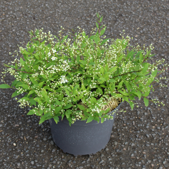 Deutzie grêle 'Nikko'