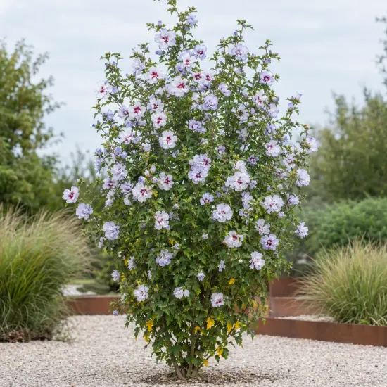 Althéa 'Igloo' (Hibiscus syriacus) — grand arbuste fleuri isolé sur gravier clair