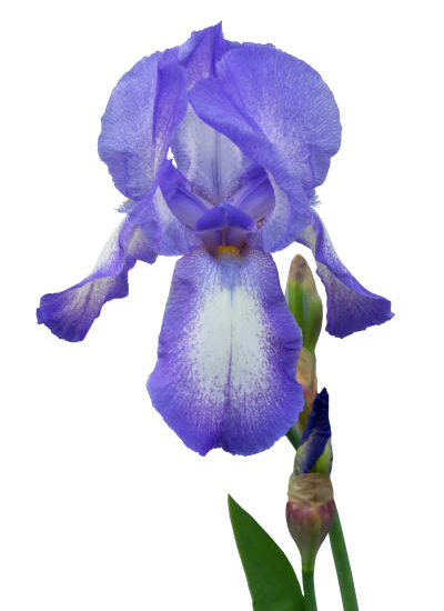 Iris d'allemagne 'Blue shimmer bleu'