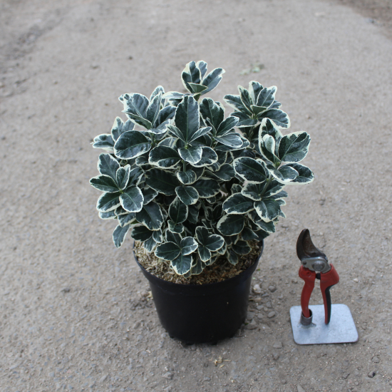 Fusain du japon 'Bravo'