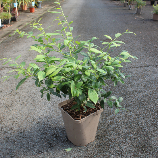 Myrtille arbustive 'Atlantic'