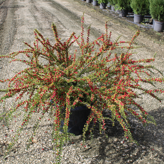Cotoneaster horizontalis