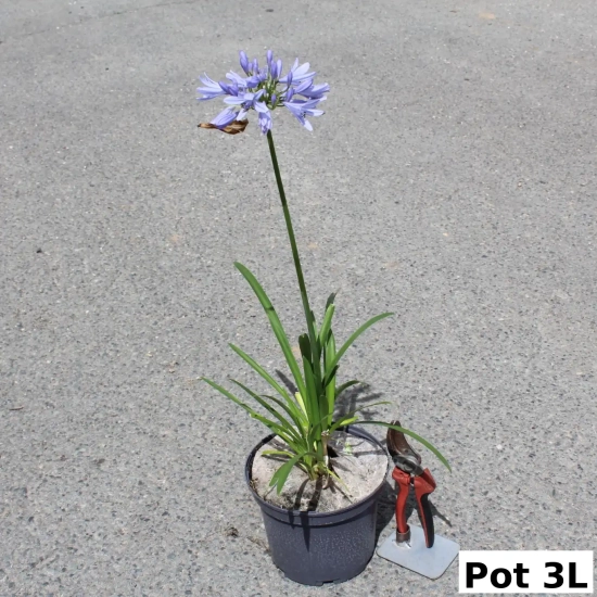 Agapanthe 'Pitchoune' ® Bleu