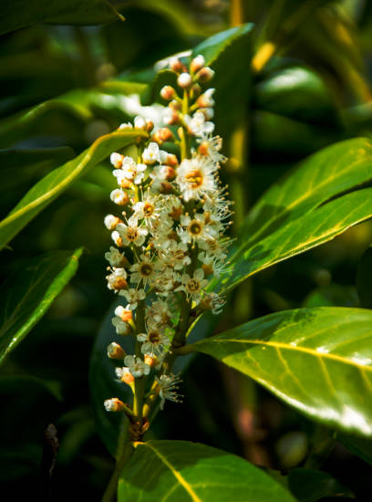 Laurier palme 'Caucasica greentorch'