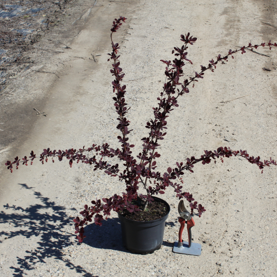 Épine-vinette 'Auricoma'