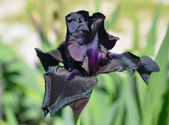 Iris d'allemagne 'Black out bleu'