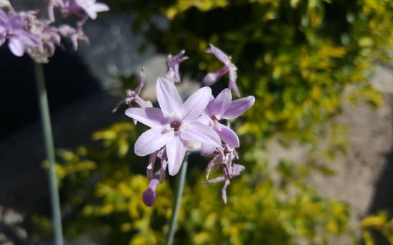 Tulbaghie 'Silver lace'
