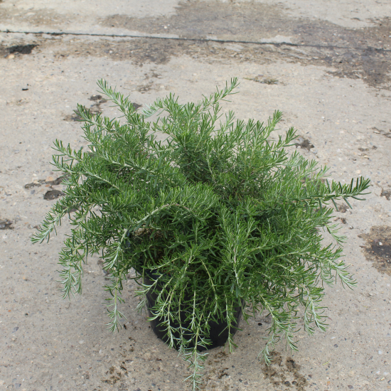 Romarin 'Pointe du raz'