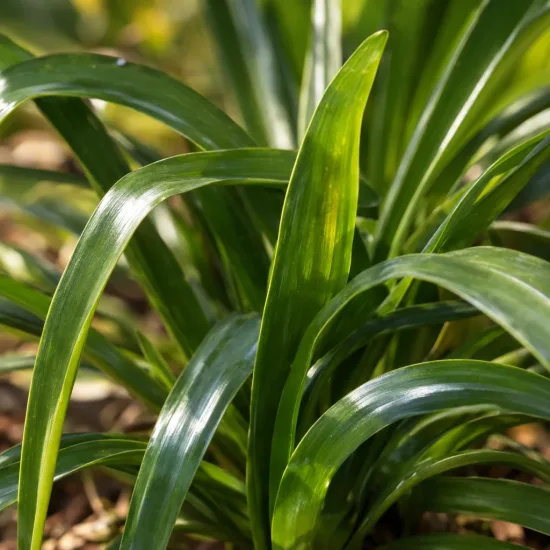 Agapanthe 'Infinity' (Agapanthus) — feuillage rubané vert luisant en touffe dense · Photo d'illustration
