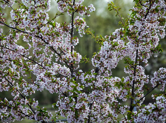 Cerisier à fleurs 'Kojou no mai'