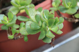 cotyledon 'Mint Truffles'
