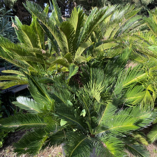 Cycas du Japon