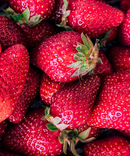 Fraisier 'Genereuse des combrailles'