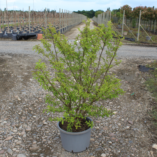 Lilas des indes 'Monbazillac'
