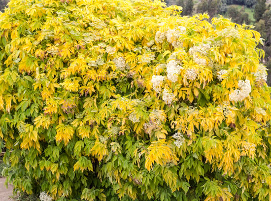 Sureau à grappes 'Sutherland gold'