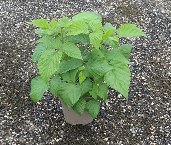 Framboisier 'Fall gold' — Pot 2L