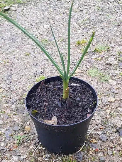 Ail d'ornement 'Ampeloprasum'