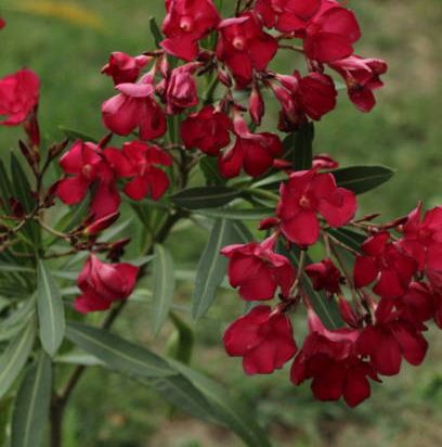 Laurier rose 'Corrida'