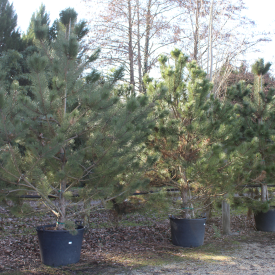 Pin noir 'Austriaca'