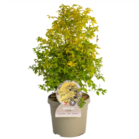 Troène de chine 'Sunshine'