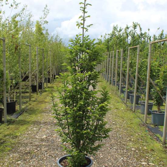 Charme commun 'Fastigiata ramifie'