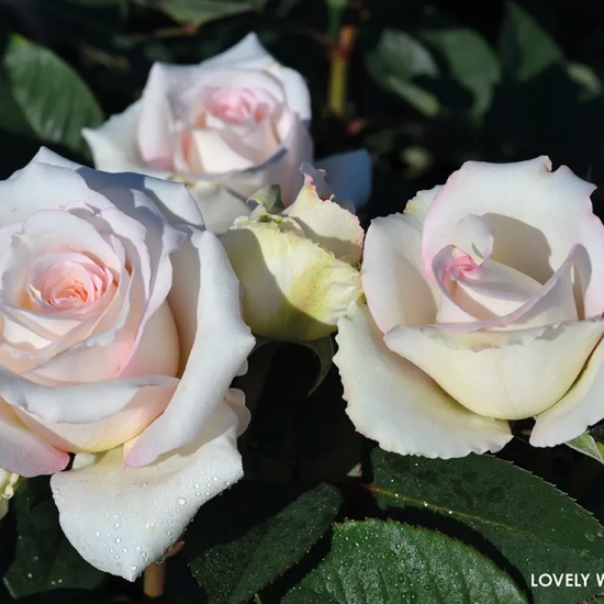 Rosier 'Lovely white voluptia'