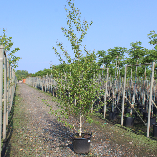 Bouleau de l'himalaya