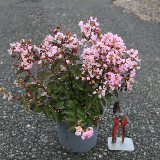 Lilas des indes 'Rhapsody in pink'