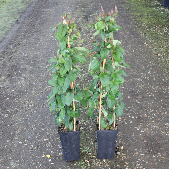 Chèvrefeuille du japon 'Chinensis'
