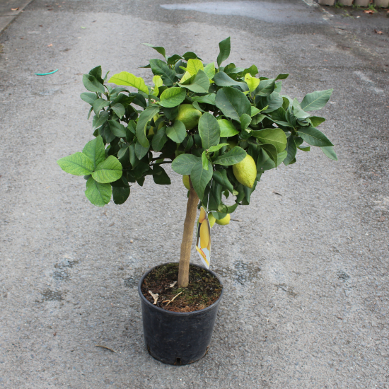 Citronnier
