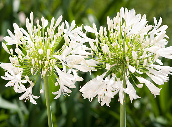 Agapanthe d'afrique 'Blanche'